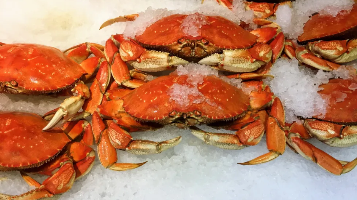 Craving Fresh Dungeness Crab for Thanksgiving? Here’s What to Know