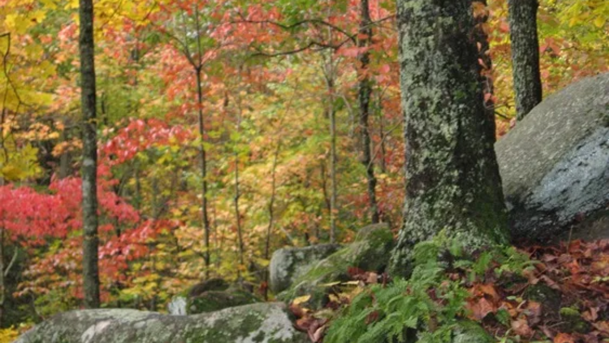 South Carolina Offers Free Black Friday Admission to State Parks