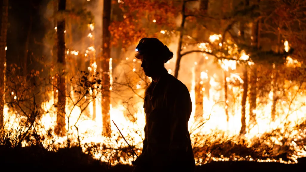 14-Year-Old Boy Arrested for Intentionally Starting Forest Fire in New Jersey