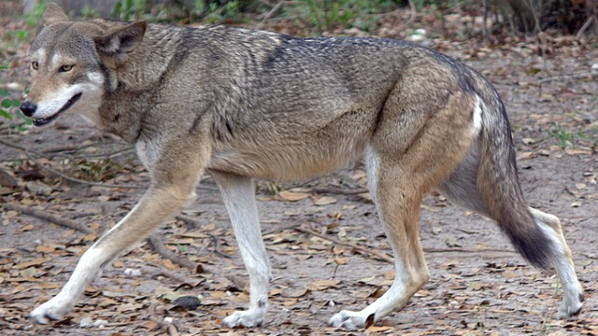 35 Fascinating Facts About the Red Wolf in Galveston Texas