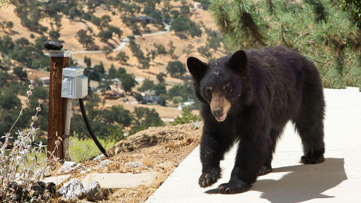 Increase in Black Bear Sightings Raises Concerns in Clear Pond Community, Horry County