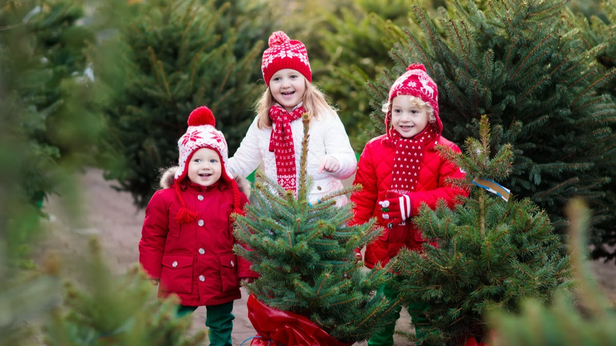 Wilmington Christmas Tree Farm Opens for the Holiday Season