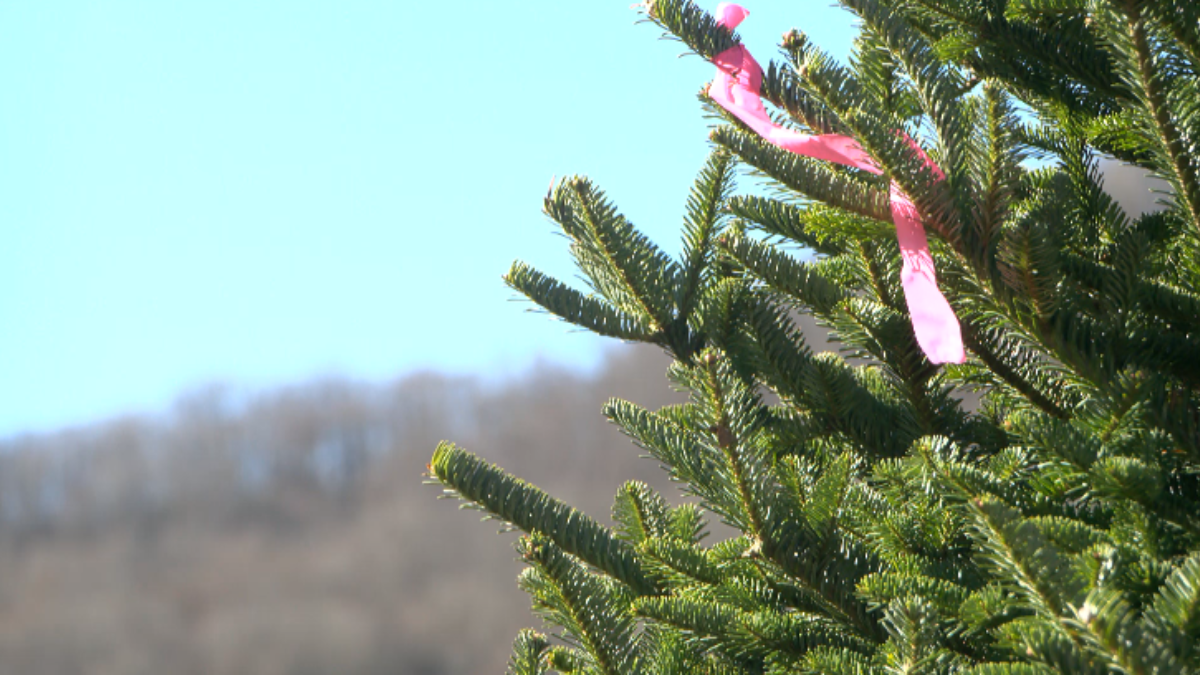 North Carolina Christmas Tree Farm Transforms Storm Recovery into a Season of Giving