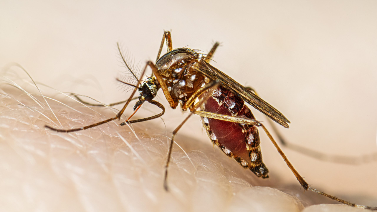 Texas DSHS Confirms First Locally Acquired Dengue Case in Cameron County This Year!