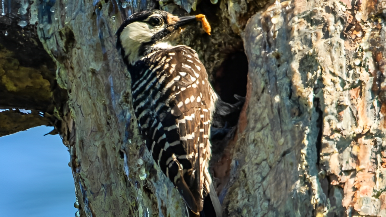 South Carolina’s Red-Cockaded Woodpecker: No Longer Federally Endangered!