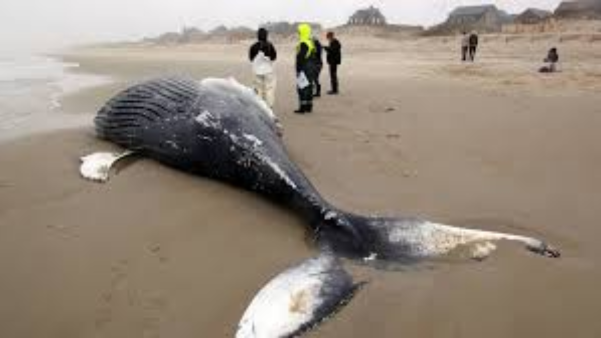 Humpback Whale Beaching on Outer Banks Sparks Investigation and Conservation Efforts