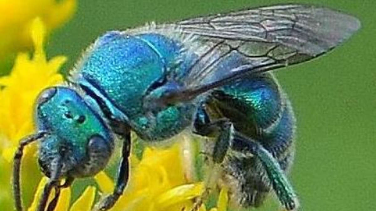 Rare Metallic Blue Bee Discovered in Texas and Oklahoma