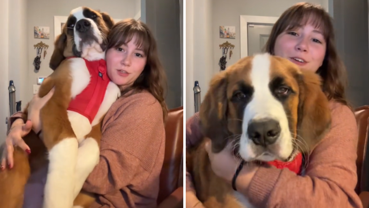 Viral 70-Pound Puppy Insists on Being a Lapdog