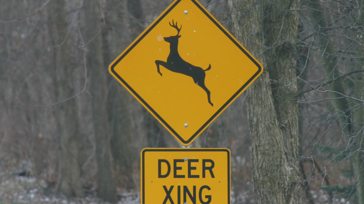 12-Year-Old Daughter and Mom Die in North Carolina After Deer Crashes Into Car