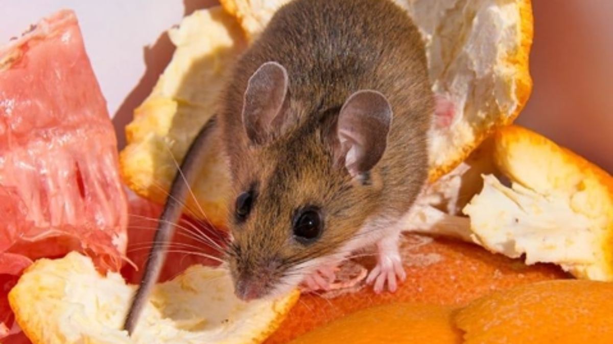 The Mice of New Jersey: A Guide to Common Species