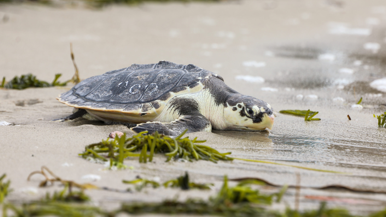 Sea Turtles Take Flight: Cold-Stunned Creatures Arrive in NC for Life-Saving Rehabilitation!