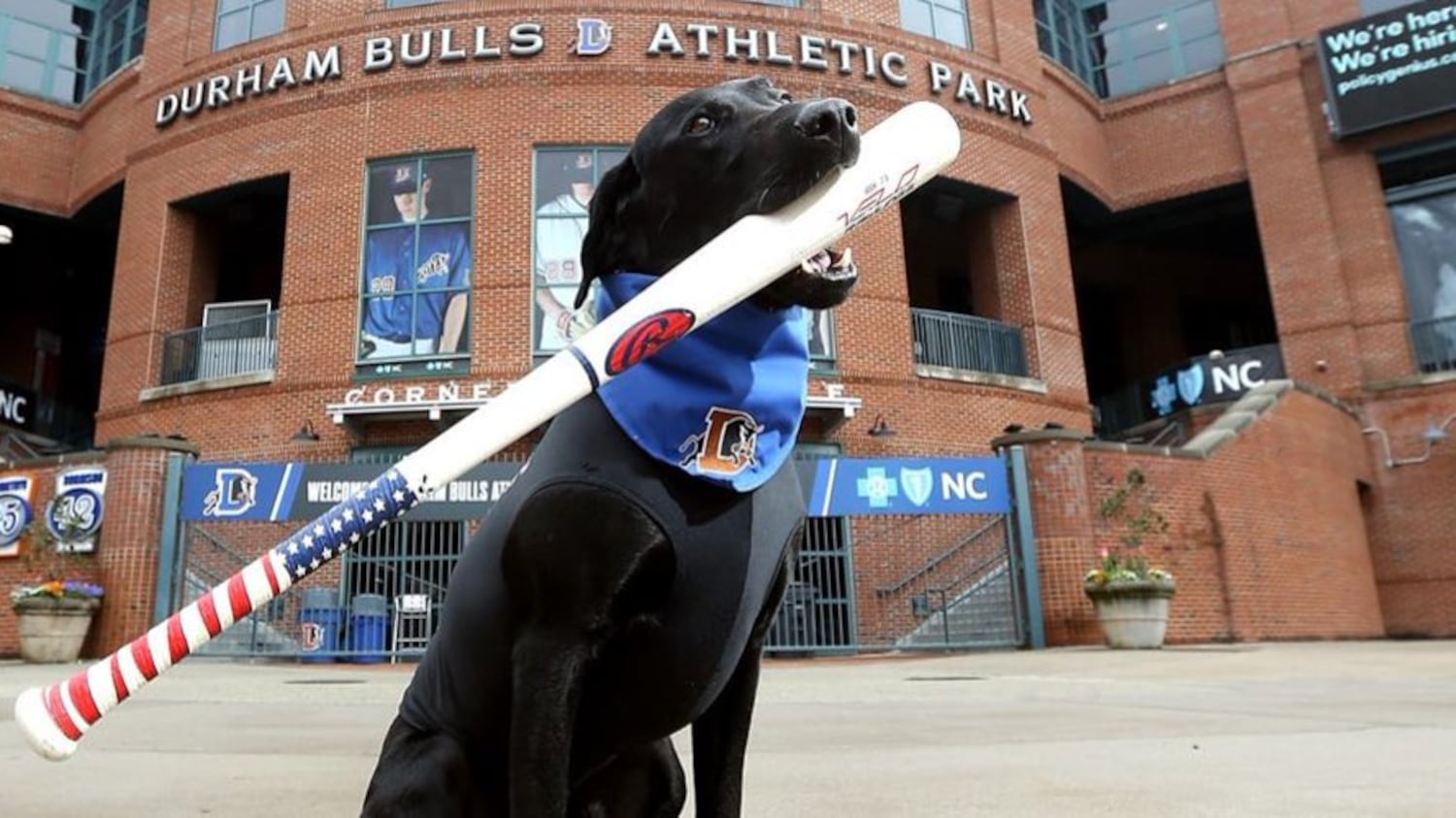 Ripken The Bat Dog: North Carolina’s Favorite Dog, Who Was a Star at Sports Events, Dies