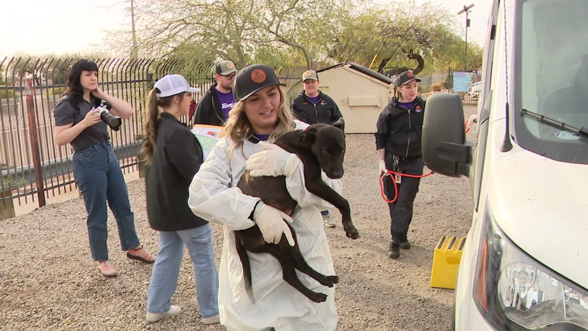 Arizona Shelters Receive Dozens of Dogs as California Fires Overwhelm Animal Rescue Efforts