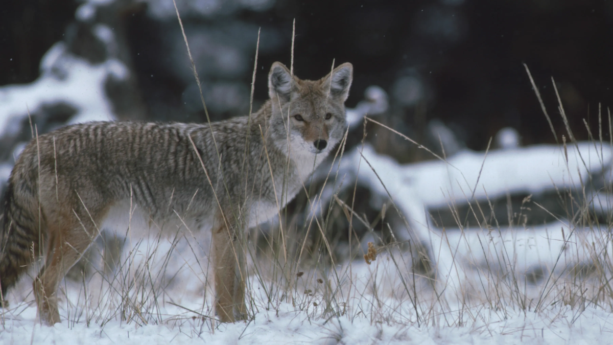 Dealing with Coyote Sightings in Iowa