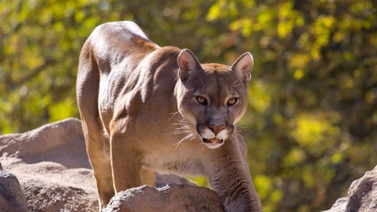 Mountain Lion Sighting in New Jersey Raises Questions About Wildlife Presence