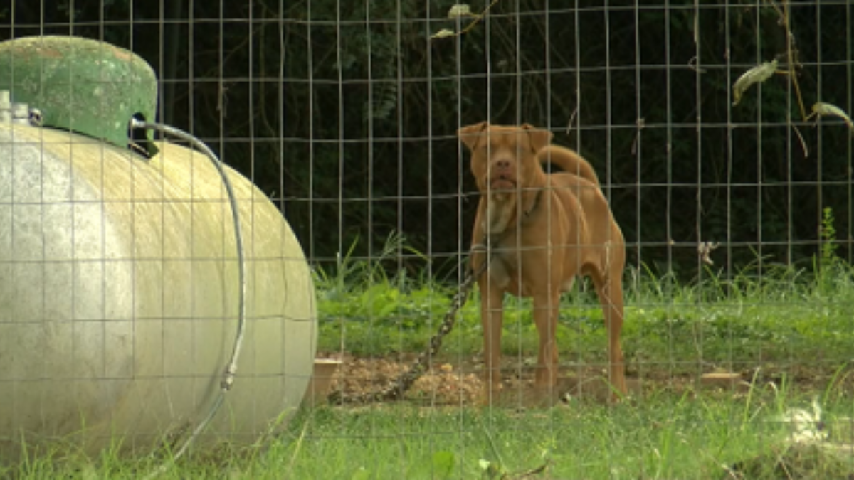 New Bill in Alabama Could Limit Outdoor Dog Tethering for Pet Owners