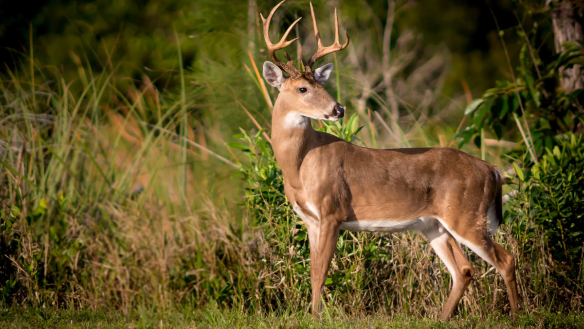 Chronic Wasting Disease Confirmed in South Georgia and Its Impact on Deer Populations