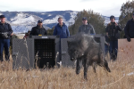 Ranchers and Wildlife Officials Clash Over Wolf Management in Colorado