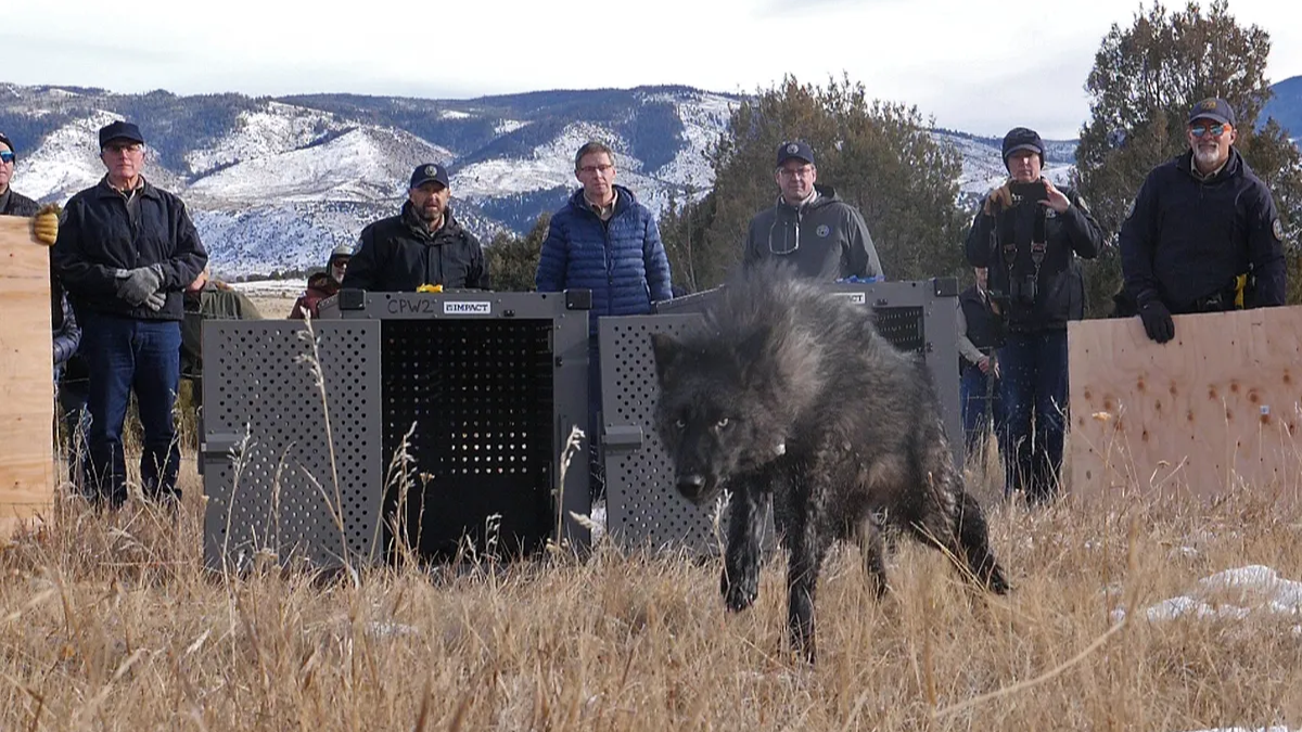 Ranchers and Wildlife Officials Clash Over Wolf Management in Colorado