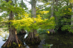 Lawmakers Target Wetlands Protections in Tennessee with New Proposal