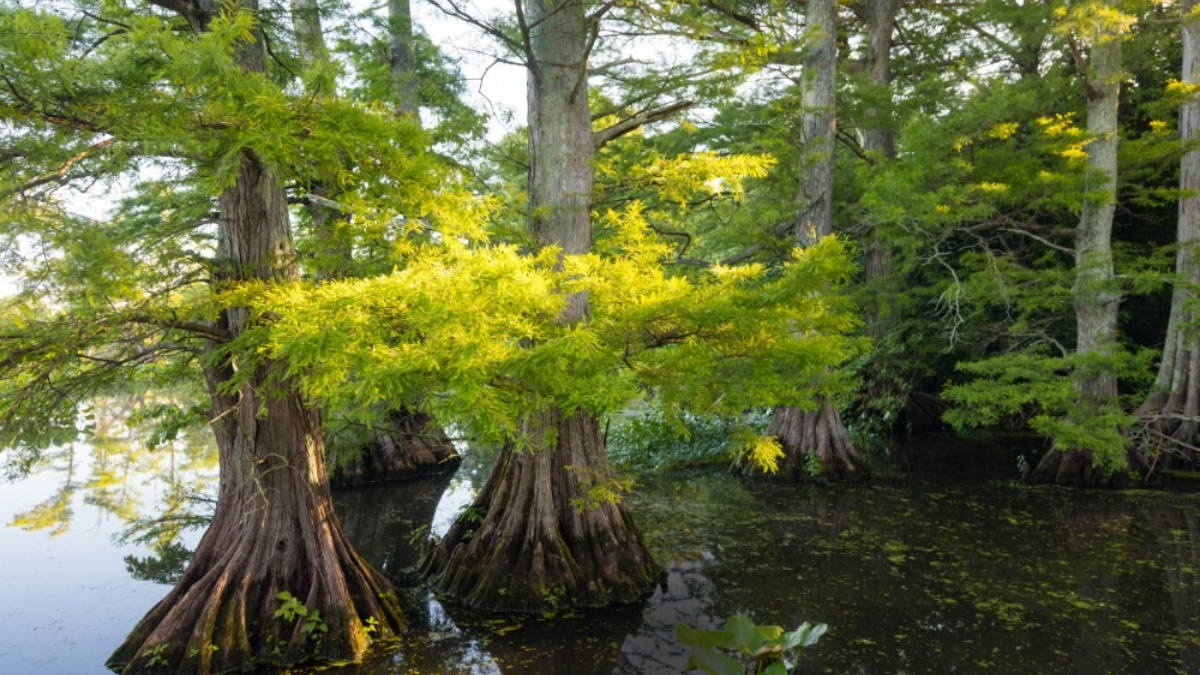 Lawmakers Target Wetlands Protections in Tennessee with New Proposal