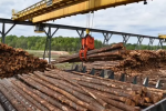 Sustainable Growth: The $36 Billion Impact of Alabama’s Forestry Industry