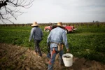 Farmers in Crisis as California’s Water Policies Fail to Match Reality