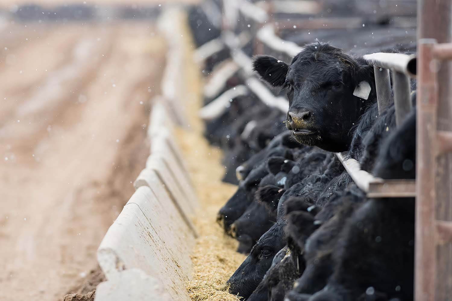 Minnesota Feedlot Changes Spark Debate Over Manure Management