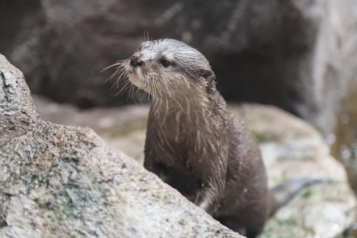 16-Year-Old Otter’s Stroke Survival Journey: Ariel’s Tale of Hope and Healing