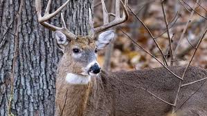 Missouri Hunters Face 15% Drop in Deer Harvest – Experts Explain Why