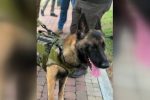 Texas K-9 Officer Rocky Defies Odds: Recovery After Shooting Stuns Community