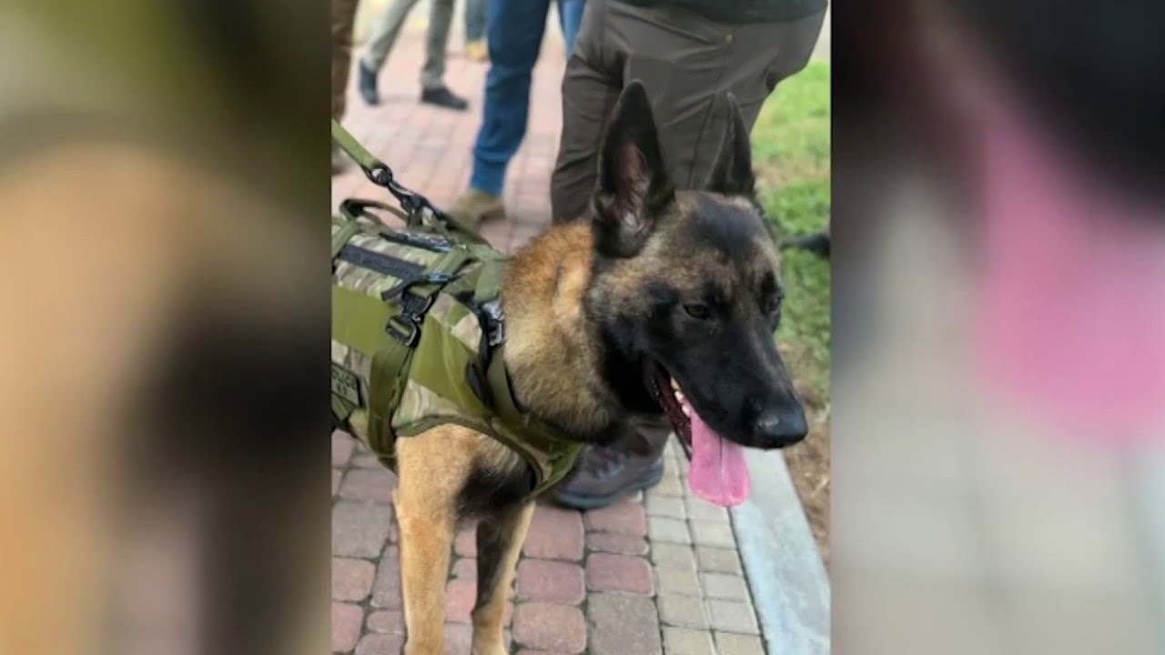 Texas K-9 Officer Rocky Defies Odds: Recovery After Shooting Stuns Community