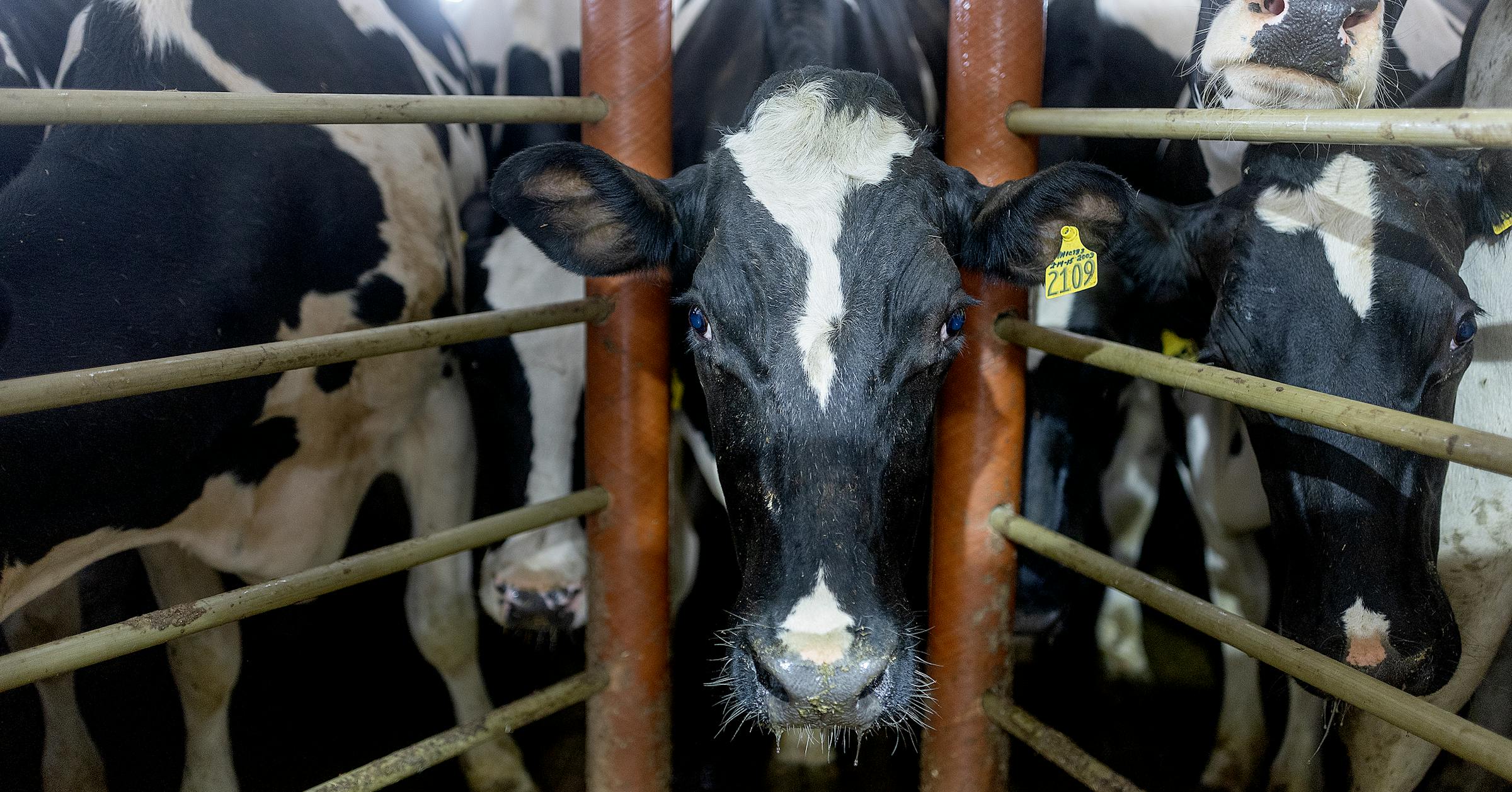 Minnesota Takes Action: Monthly Bird Flu Testing on Dairy Farms Starts in February