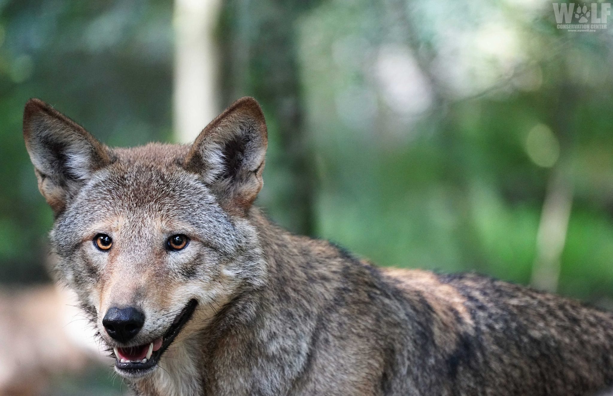 $25M Wildlife Crossing Grant Could Save Endangered Red Wolves from Extinction