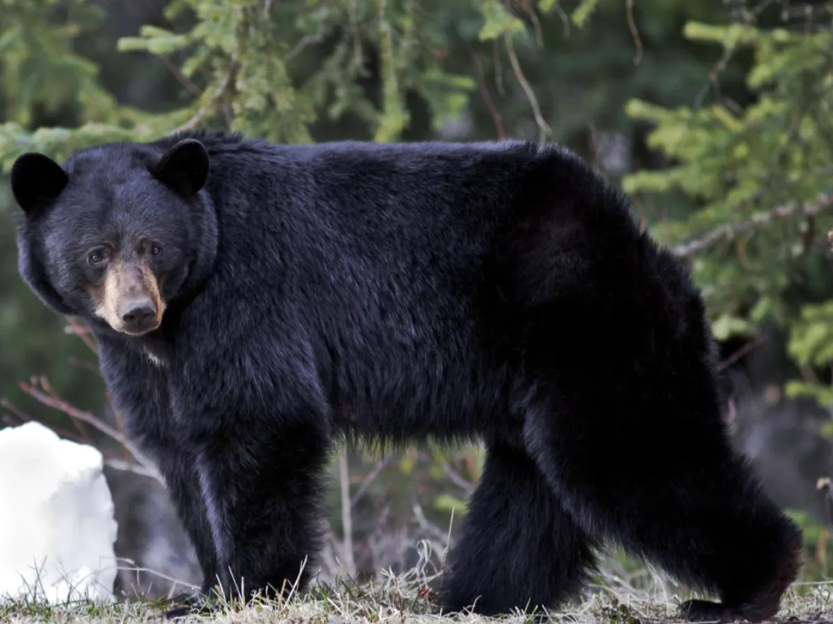 Bear Found to Have Rabies After Attacking Pennsylvania Resident: Full Story