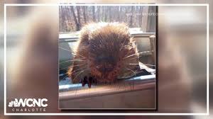 Auggie’s Journey: How a Wildlife Center Saved a Beaver After Sunday’s Storm