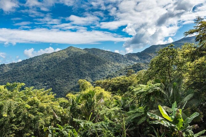 Missing Hiker Found Alive After Two Days in Puerto Rico Jungle