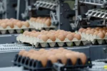 Maine Egg Prices Soar: How Local Farmers Are Coping