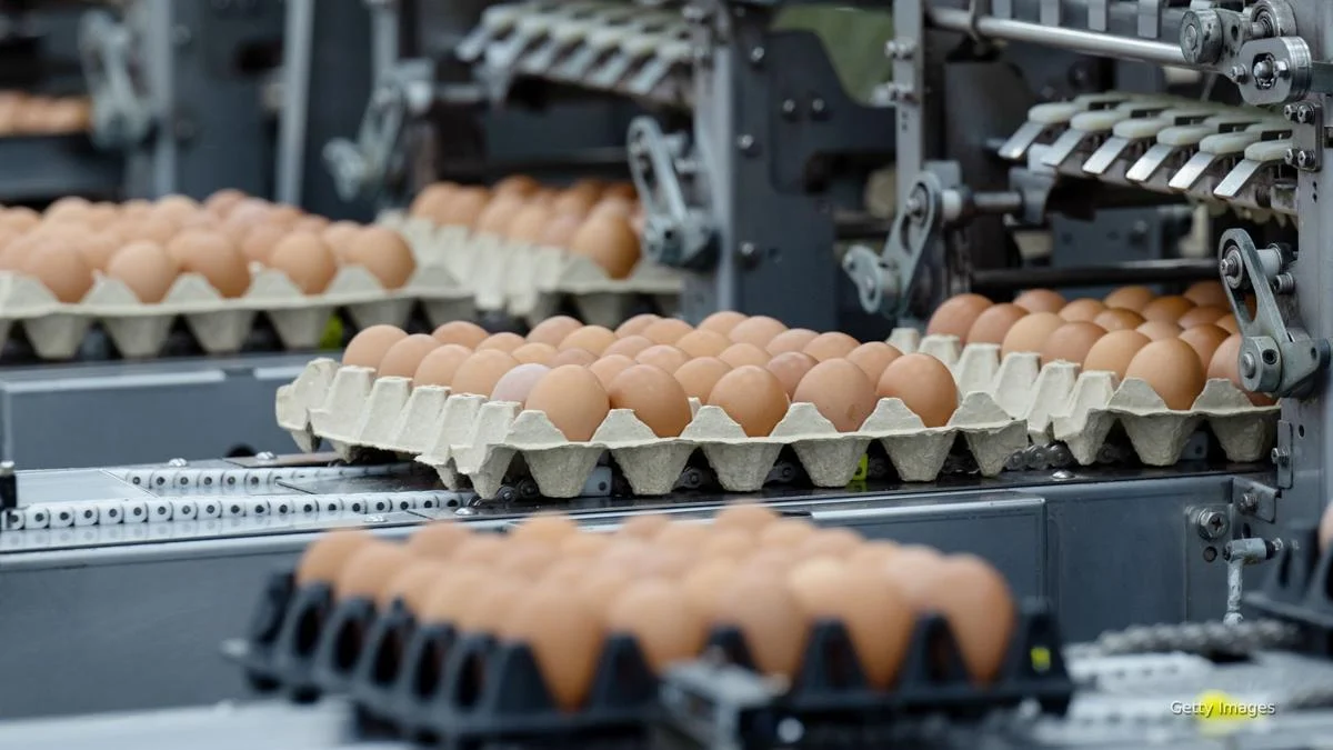 Maine Egg Prices Soar: How Local Farmers Are Coping