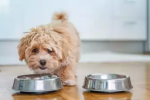 Salmonella Contamination Triggers Dog Food Recall in New York