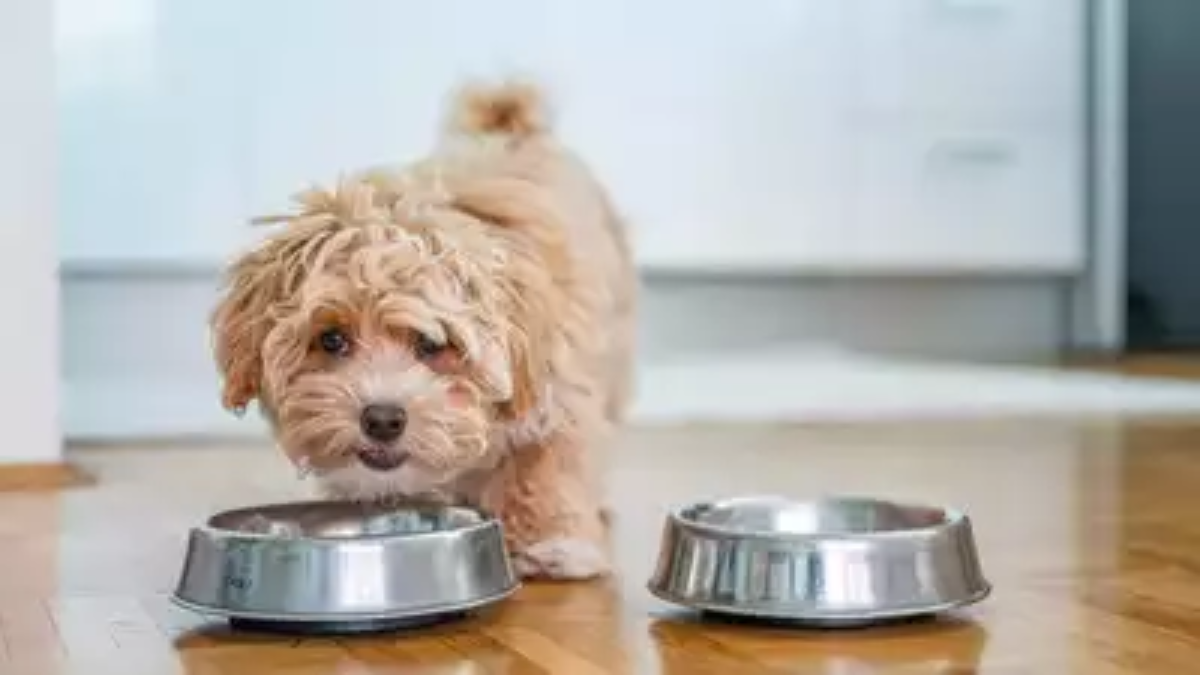 Salmonella Contamination Triggers Dog Food Recall in New York