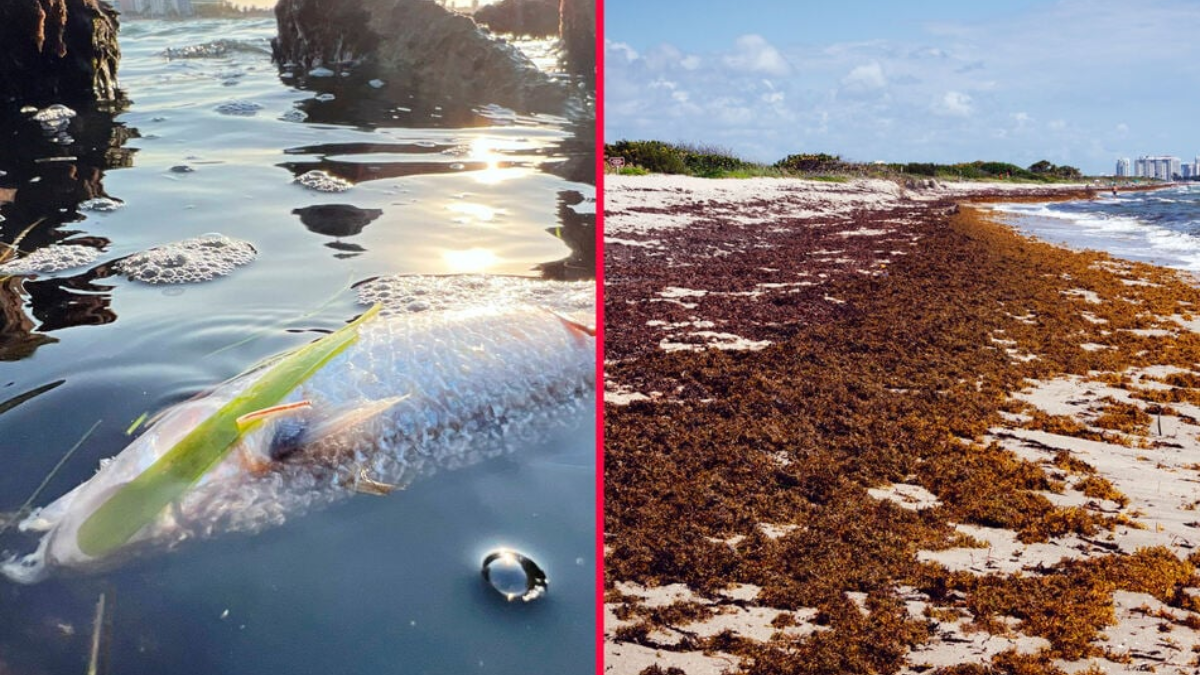 Environmentalists Urge Governor DeSantis to Declare Emergency Over Toxic Red Tide Bloom