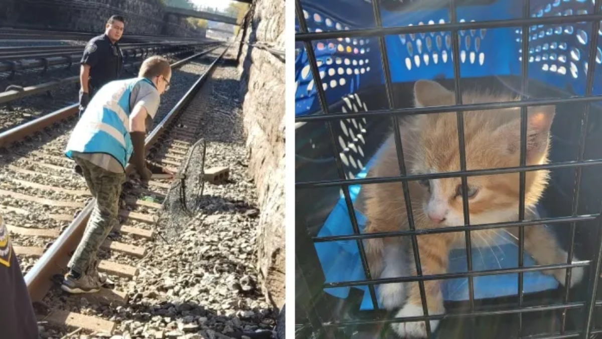 New York Woman and Rescue Team Save Kitten Found on Train Tracks