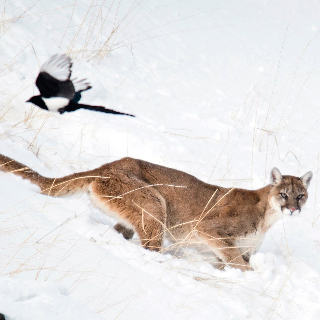 Controversial Mountain Lion Hunting Bill Divides Wyoming’s Outfitters and Wildlife Experts