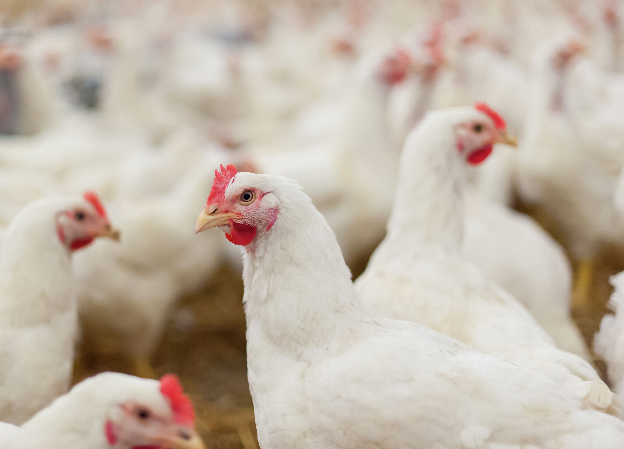 Illinois Suspends Poultry Exhibits and Sales Amid Avian Flu Threat in Flocks