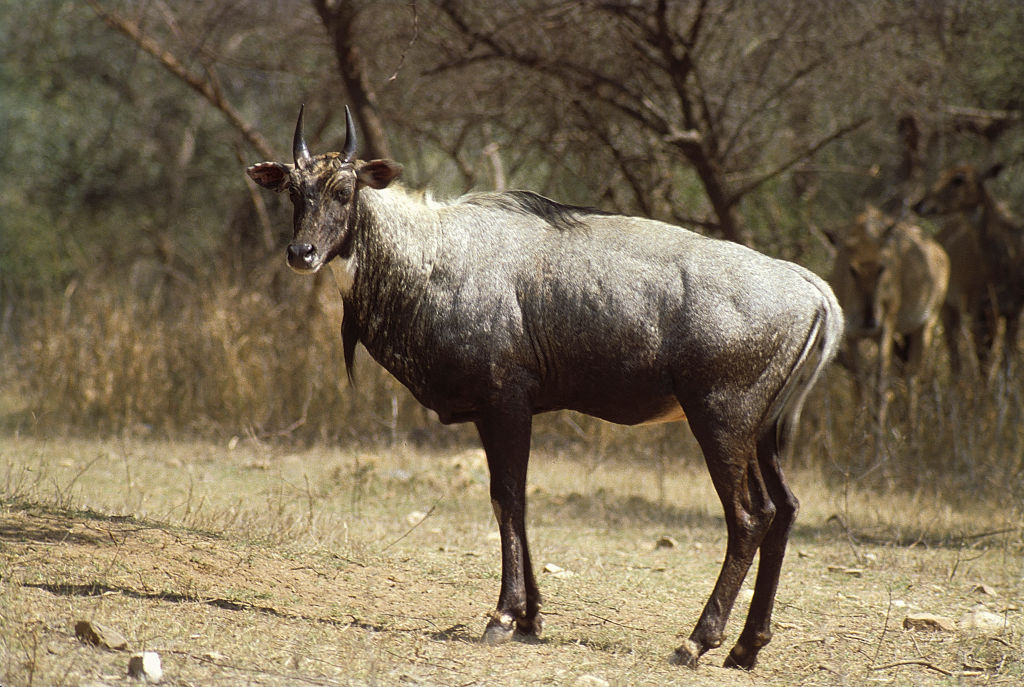 Texas Outfitter and Clients Arrested for Exotic Hunts on Private Property