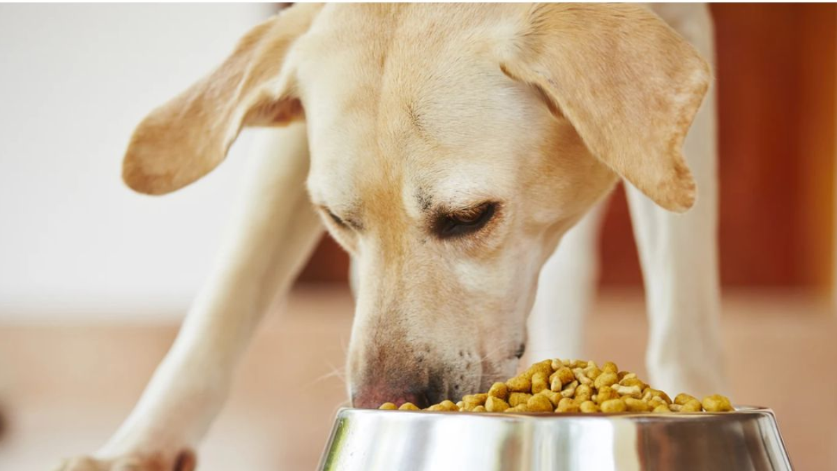 Understanding Florida’s New Pet Feeder Law: A Must-Read for Pet Owners