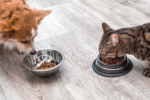 How Louisiana’s New Pet Feeder Law Affects You and Your Pets