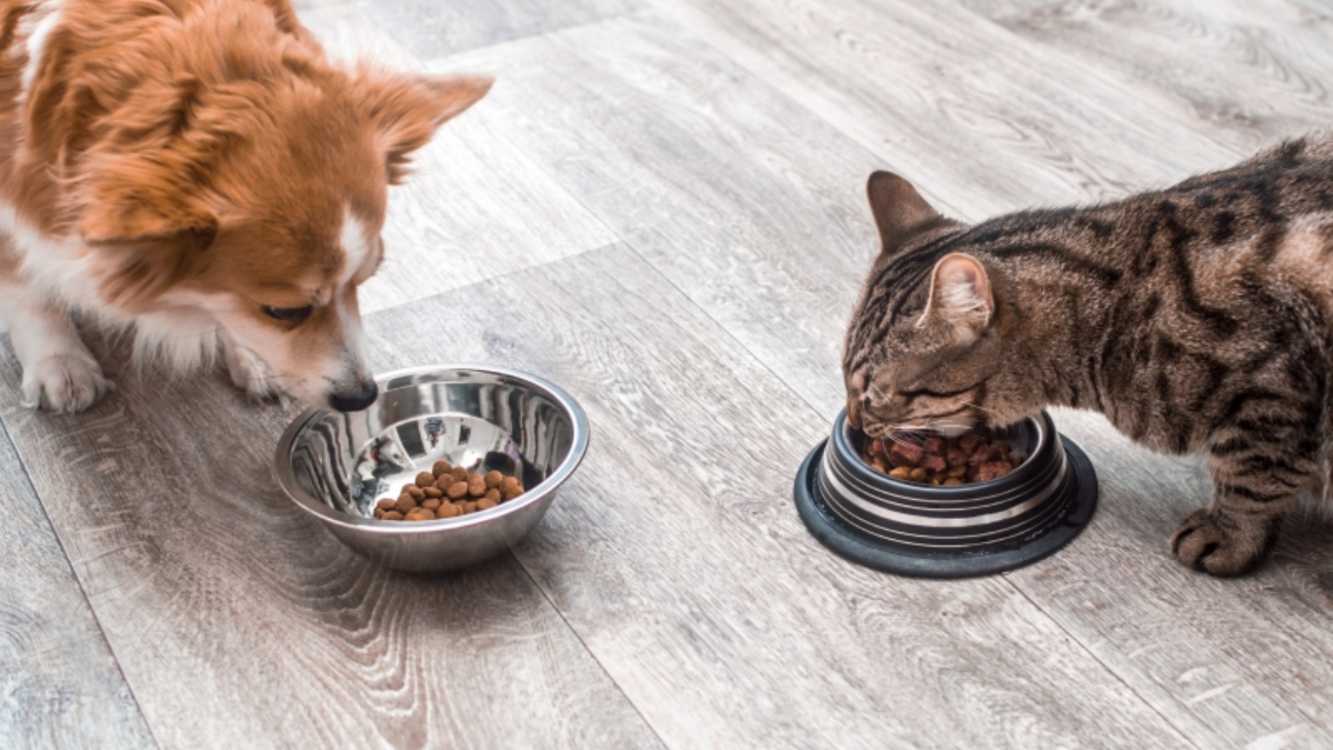 How Louisiana’s New Pet Feeder Law Affects You and Your Pets