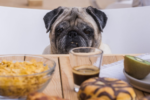 Understanding Mississippi's New Pet Feeder Law: A Must-Read for Pet Owners